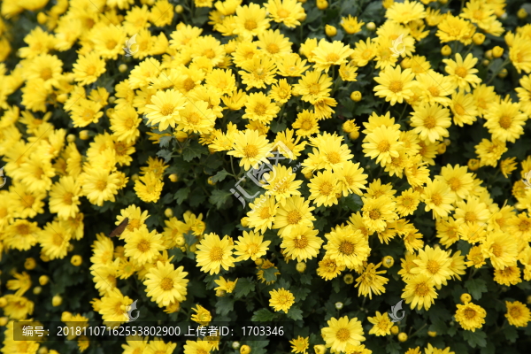 菊花背景素材