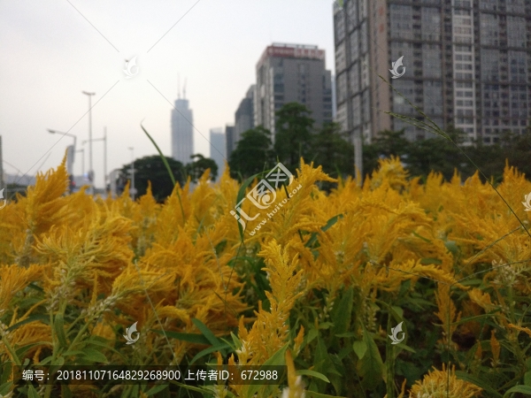 花叢中的城市