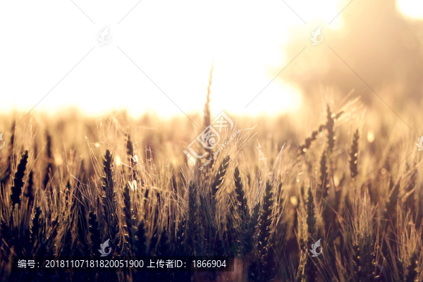 日落麥田