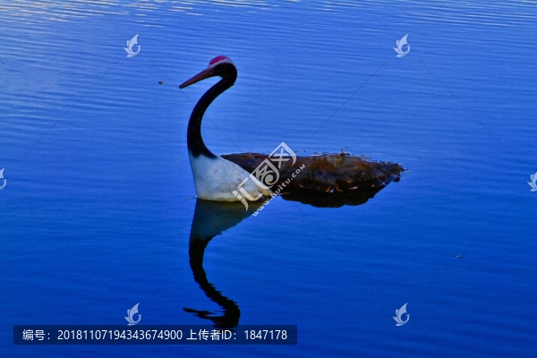 丹頂鶴雕塑