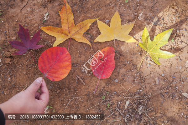 秋天紅葉
