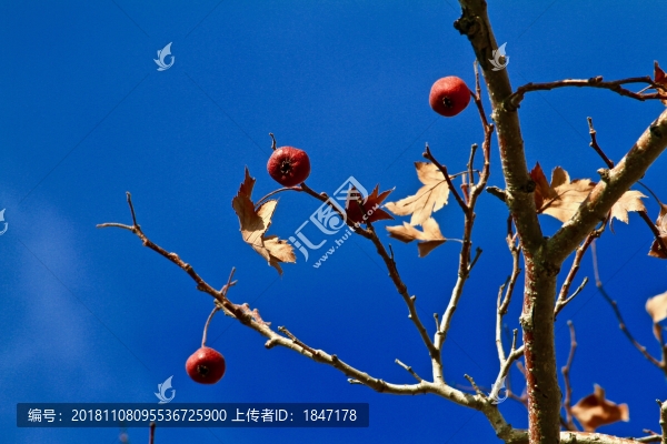 三個(gè)紅果與藍(lán)天