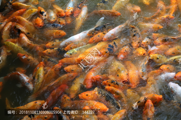 錦鯉