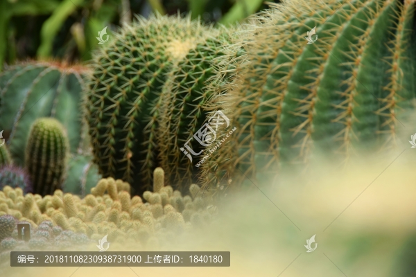 仙人球