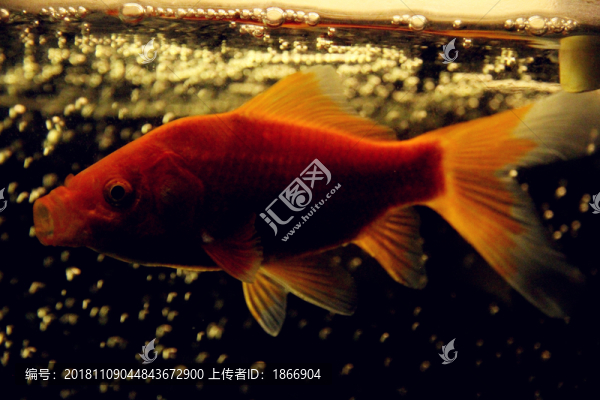 錦鯉