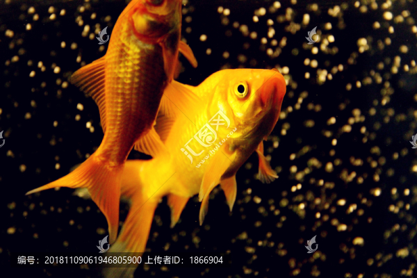 紅色錦鯉魚