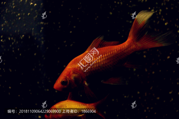 紅色錦鯉