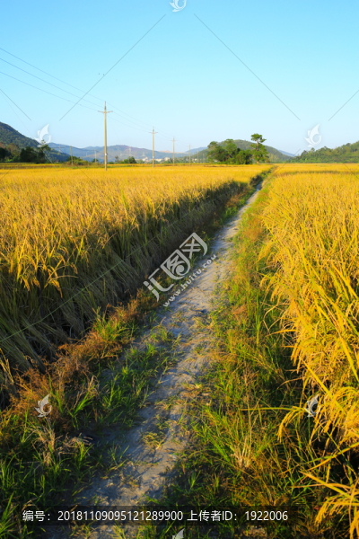 惠州鹽洲鎮(zhèn)楊屋水稻場