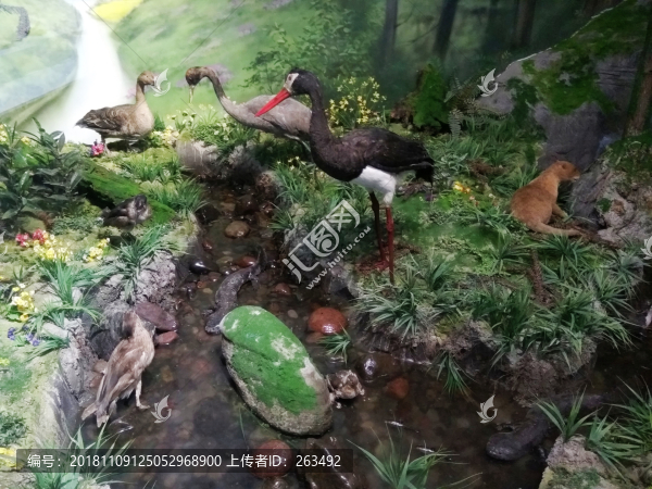 野生鳥類生活場景