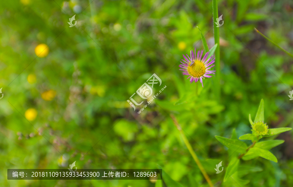 綠色背景花草