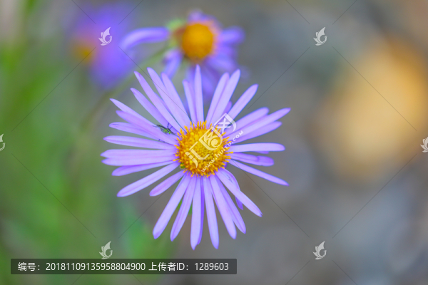 漂亮的雛菊
