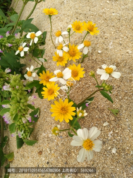 野花