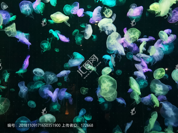 綠色燈光水母