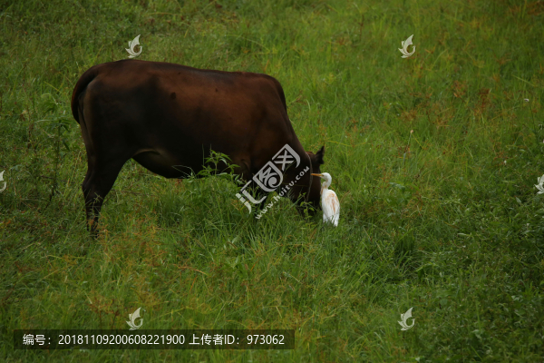 溫柔