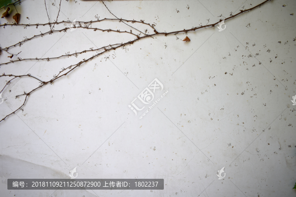 綠植白墻