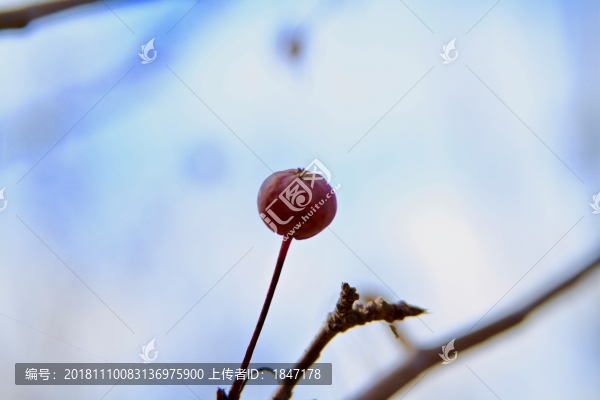 一顆紅果