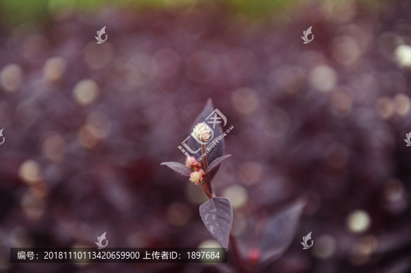 花苞