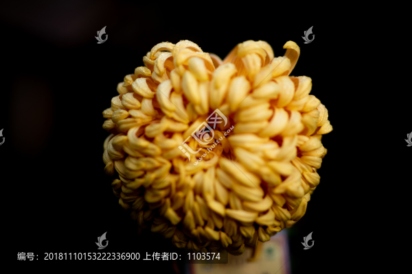 菊花011