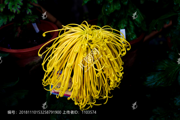菊花017