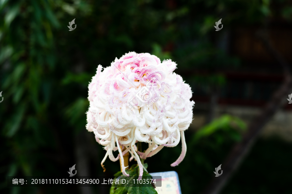 菊花029