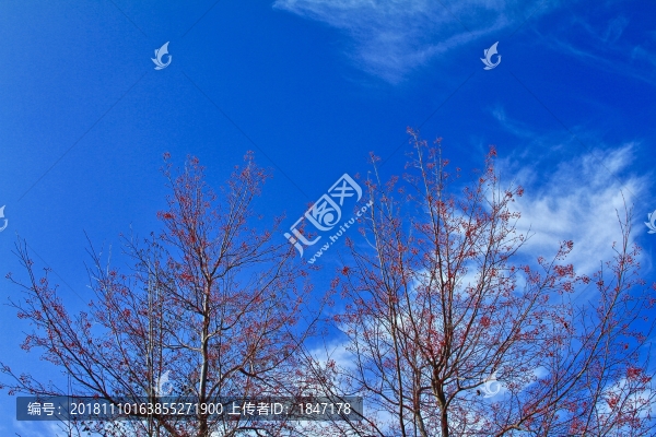紅果樹枝藍(lán)天白云