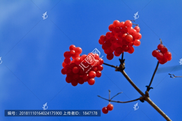 紅色果實藍(lán)天