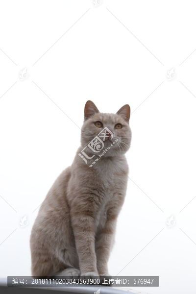 貓