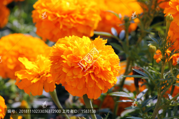 萬(wàn)壽菊