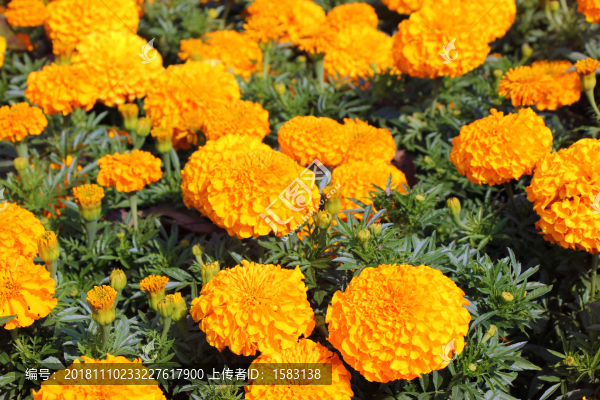 萬(wàn)壽菊