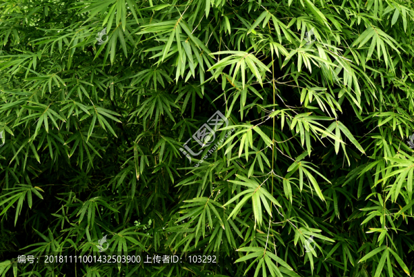 竹葉