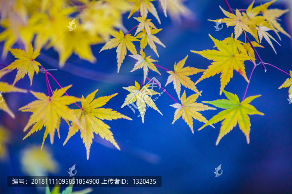 楓樹枝葉