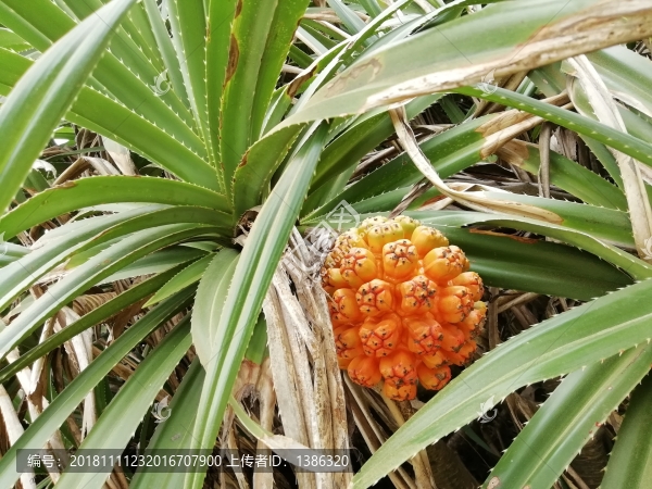 山菠蘿華露兜婆鋸筋熱帶植物