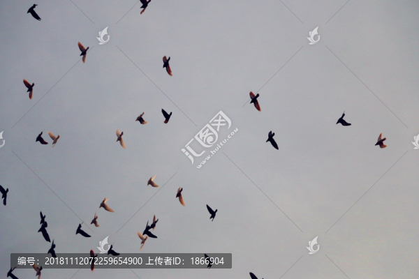 鴿群飛翔