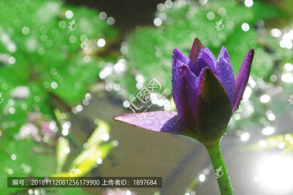 睡蓮