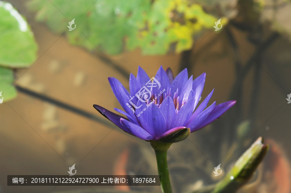 睡蓮