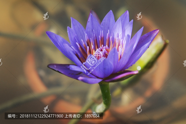 睡蓮