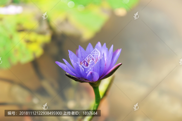 睡蓮
