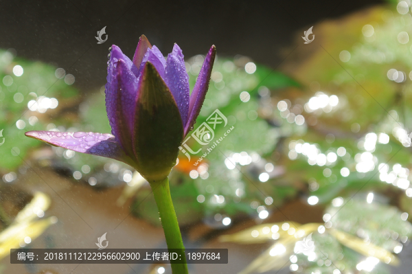 睡蓮