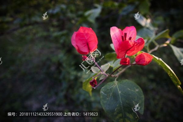 花