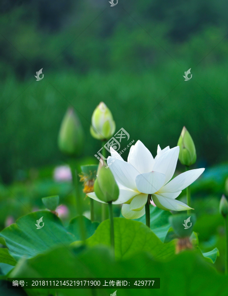 白荷花