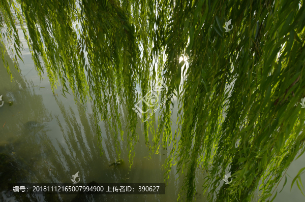 水邊垂柳