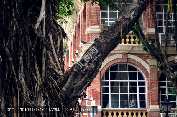 沙面老街榕樹