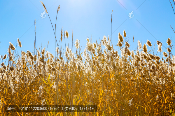 額濟納居延海
