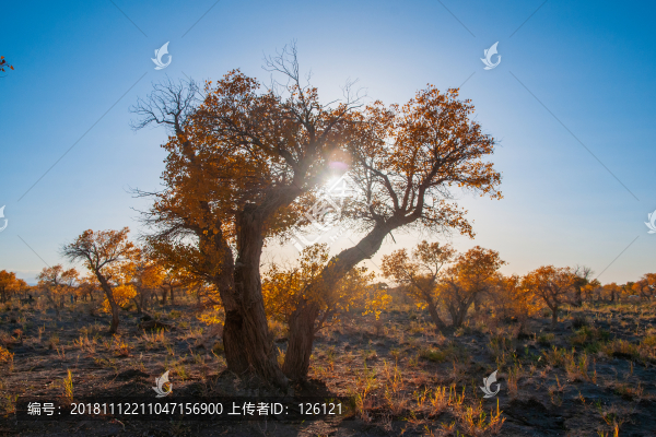 胡楊