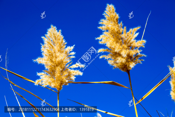 額濟納居延海