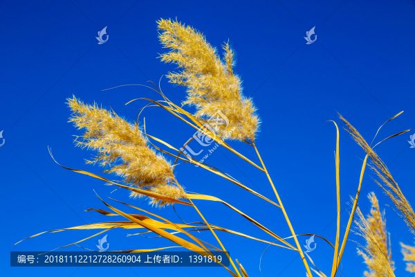 額濟納居延海