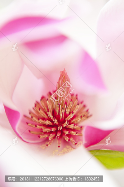 玉蘭花特寫