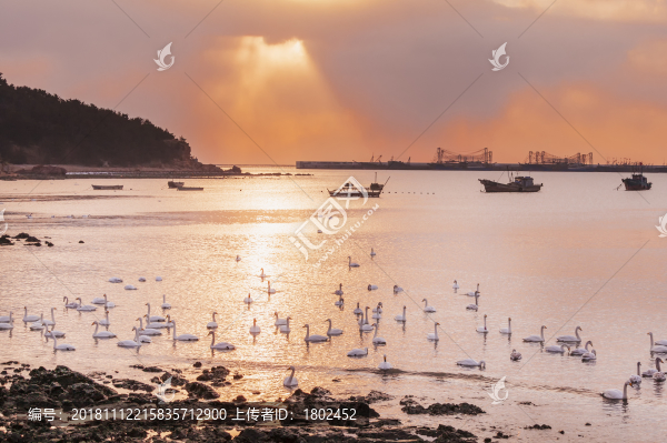 山東煙墩角天鵝