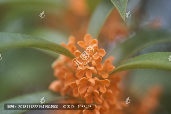 桂花