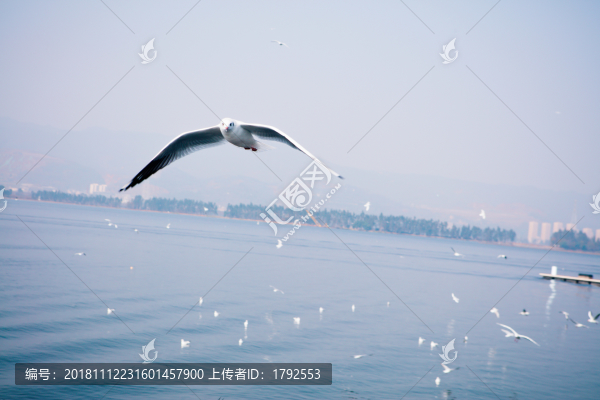 昆明海埂大壩西伯利亞紅嘴鷗